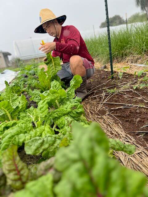 Field harvesting lettuces.